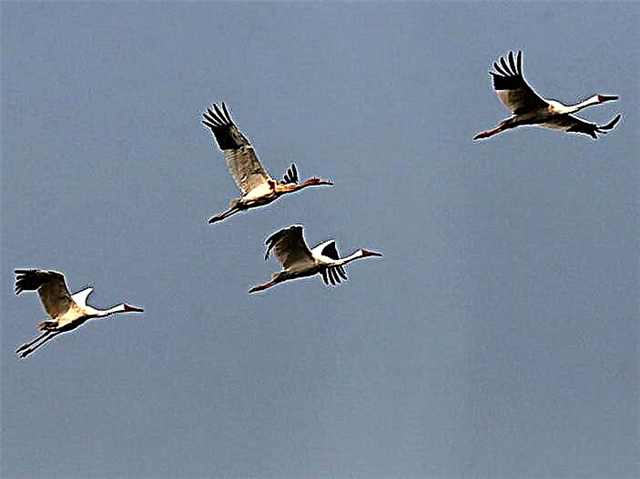 Cranes a cikin - Oksky Reserve