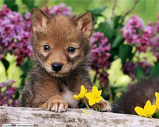 Coyote - coiote