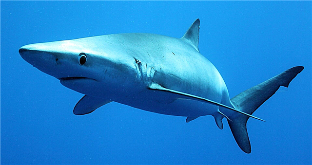 Moviy köpekbalığı