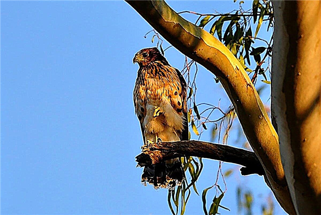 Madkia Hawk Cuckoo - Madagaske Cockoo-hawk
