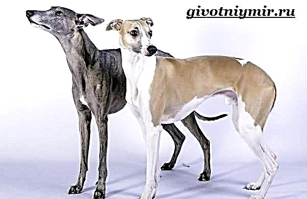 Whippet (მცირე ინგლისური Greyhound)