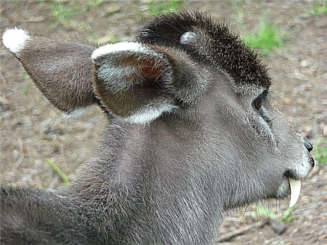 Dreri kreshtë - kafshë me "hairstyle"