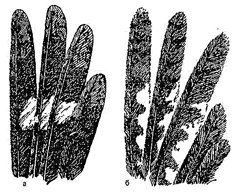 یک بز یا یک بز معمولی (lat.Caprimulgus europaeus)