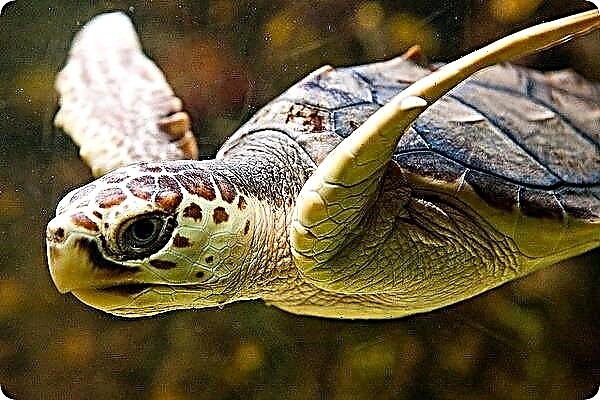 Këmishë deti - Breshka e Detit
