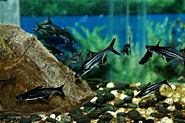 Шарикҳои ороишии аквариум - моҳии фаъол дар ҳавзи хонагӣ