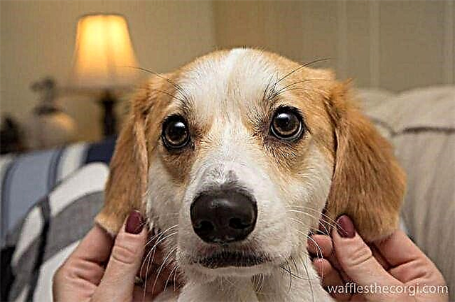 Уэльсийн Корги - Бага өсөлттэй нохой
