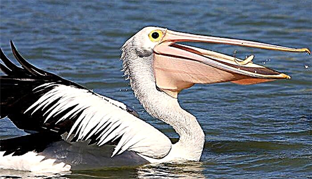 Վարդագույն pelican