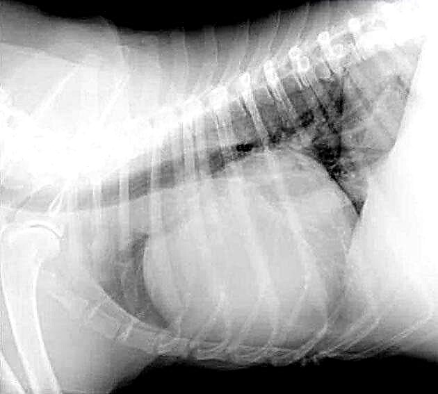 Dropsy bei engem Hond: Ursaachen, Diagnos a Behandlung