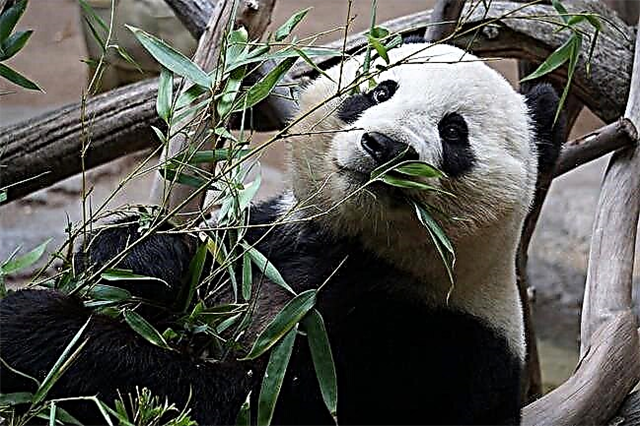 Babban panda: bera mafi aminci