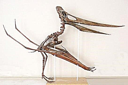 Pteranodon (dainoso)