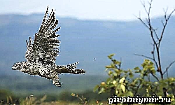 Falcon avis. Description: features, species, lifestyle et habitat in gyrfalcon