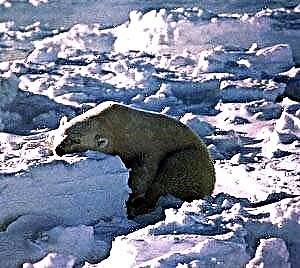 Морж и белый медведь: взаимоотношения двух «северян»