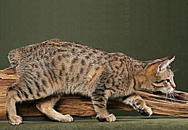 Pixibob cat breed