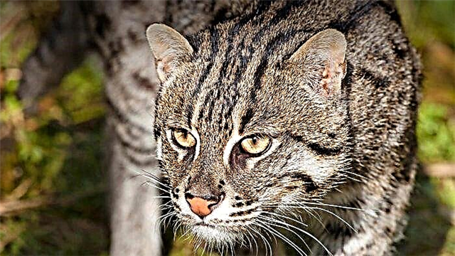 Cat-Fisherman tabi Viverrovy cat: awọn fọto 25, apejuwe, akoonu ninu igbekun