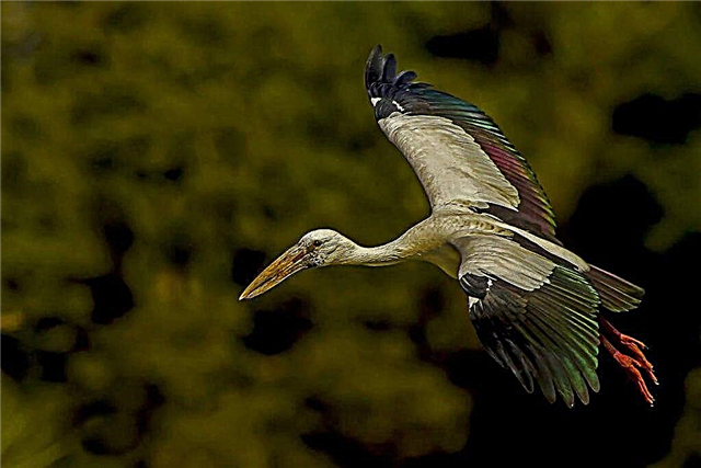 Gongal - stork opinn