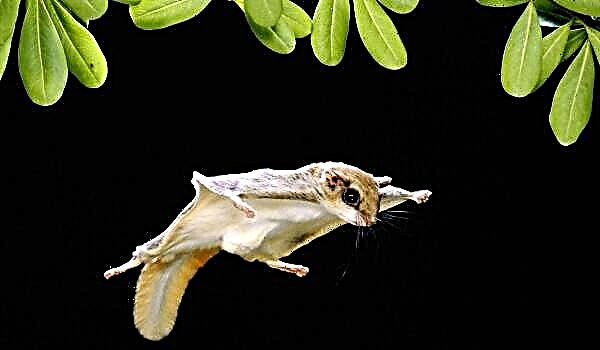 Esquío voador: todos os segredos dun animal inusual