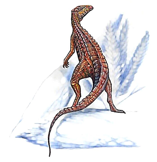 Merking orðsins scutellosaurus