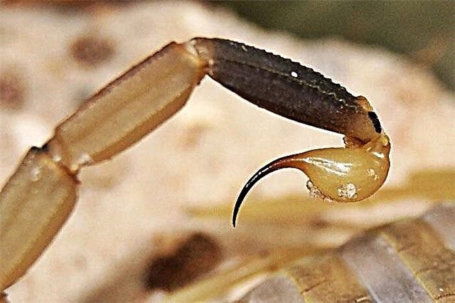 Yellowолт скорпија: начин на живот, интересни информации