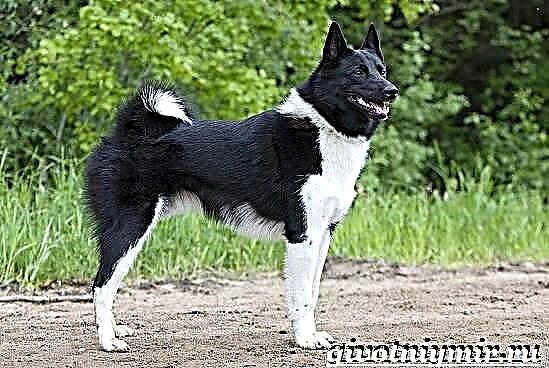 Can Laika. Descrición, características, coidado e prezo dun can