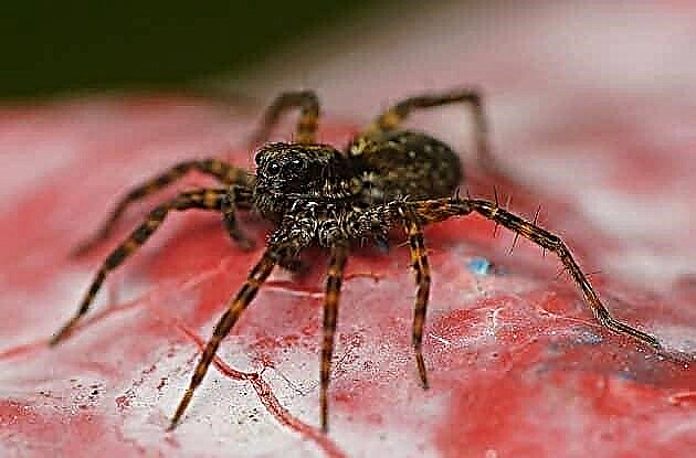 Жұқа аяқты қасқыр паук: жануардың толық сипаттамасы