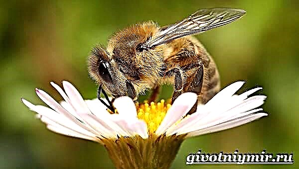 Пчела насекомое