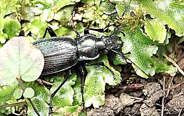 Serangga kumbang taneuh