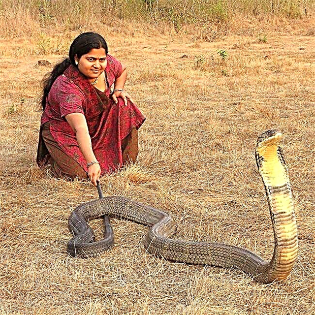 Kobra serpento