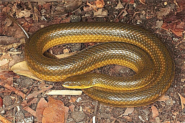 Striped Swamp Snake - tlhaloso ea reptile