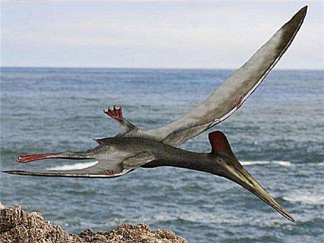 Pterodactyl - թռչող դինոզավր