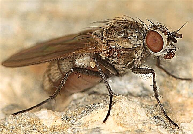 Kako spasiti urod krastavaca od kičme muhe