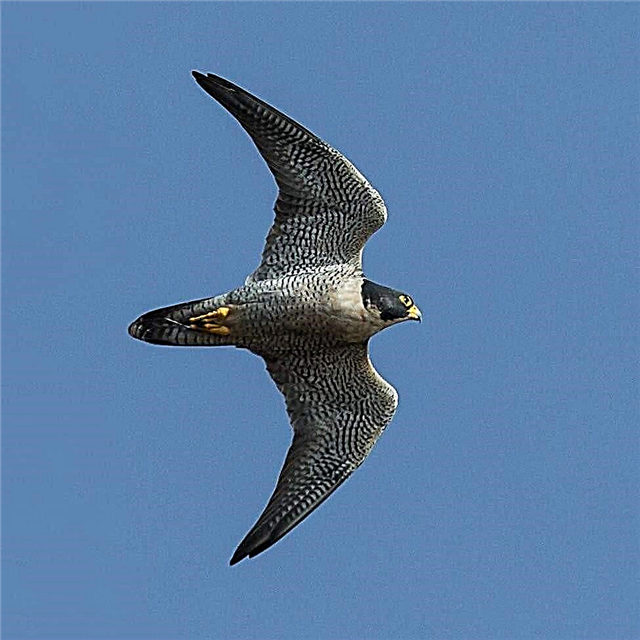 Peregrine Falcon - Swift Falcon