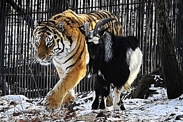 A cabra Timur levou o tigre Amur da súa casa durante unha nevada