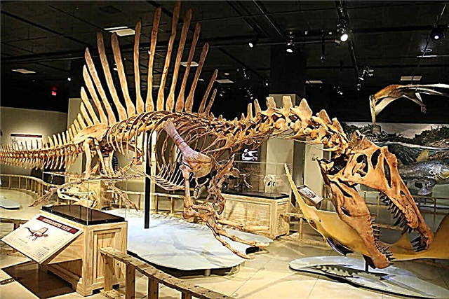 Spinosaurus, dinozò Afriken (peyi Lejip, Maròk, Tinizi, Aljeri)