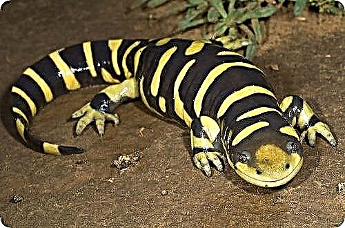 Tiger Ambistoma, ຫຼື Tiger Salamander