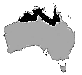 Avstraliya dar timsah