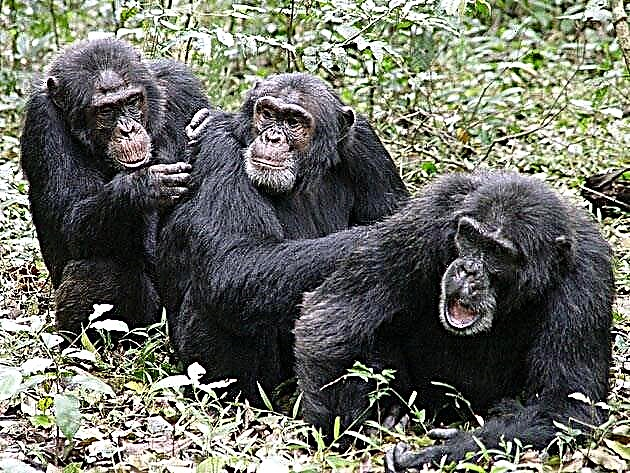 ʻO kahi cimpanzee maʻamau