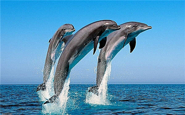 Дельфиндер - адамға ұқсас сүтқоректілер
