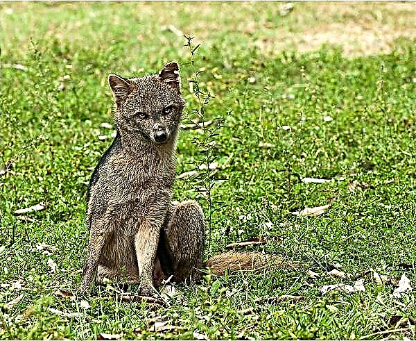 زورو موی خاکستری - روباه برزیلی با نامی غیرمعمول