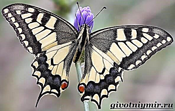 Butterfly Swallowtail Ձեր անունը (պարտադիր է) Ձեր էլ. Փոստը (պարտադիր է) Առարկայի հաղորդագրությունը բողոքվում է ▲ le Խնդիրները Տեղեկատվությունը ճիշտ չեն Typos, ուղղագրության և կետադրության տեղեկատվությունը կորցրել է արդիականությունը Անբավարար տեղեկություններ թեմայի վերաբերյալ Տեղեկությունները էջի կրկնությունը Էջում կրկնվում է Էջի տեքստը չի հետաքրքրում Նկարները չեն վերաբերում տեքստի էջին բեռնվում է երկար Այլ մեկնաբանություններ Կան այլ խնդիրներ var userAgent նուրբ, եթե (!