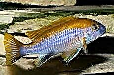 Gefirochromis Mura