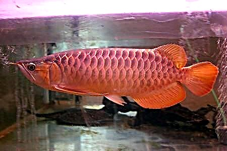 Dragon fish - Arovana