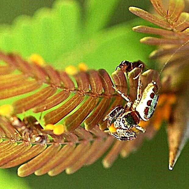 Bagira Kiplinga - Vegetariese spinnekop