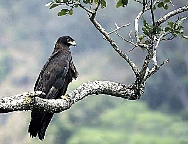 عقاب سیاه - پرنده ای که هرگز در جای خود قرار نمی گیرد
