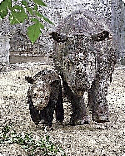 የ Sumatran rhino