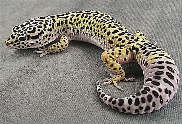 Leopard Eublefar - Eublepharis macularius