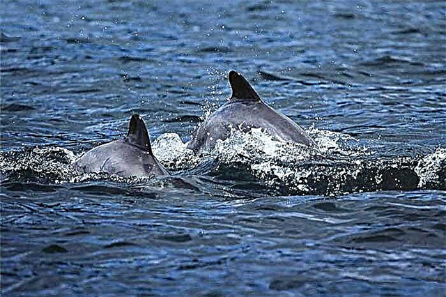 Delfinlar - turlari va tavsifi