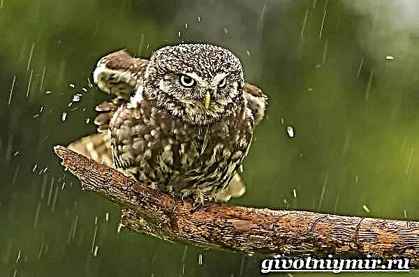 Owl House: foto, gaya urip lan habitat