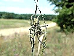 Unha das arañas máis velenosas de Rusia, que se pode atopar no país e no parque