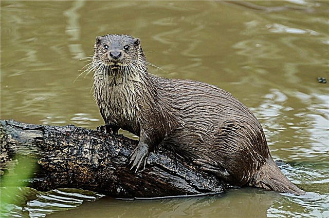 Otter i kafshëve - një notar i guximshëm