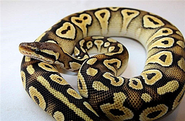 Royal Python - Petorangi Pet
